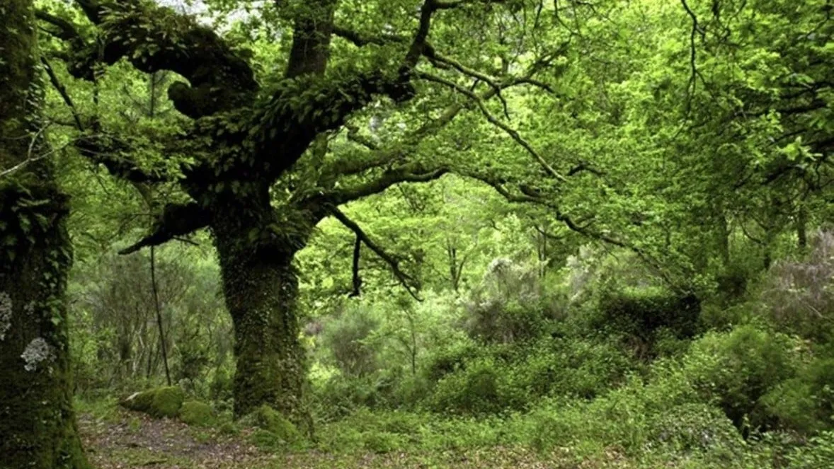 Incêndios sendo combatidos por drones no Gerês