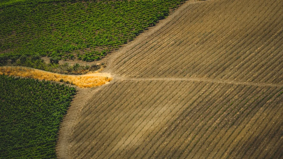 Drone agrícola: 100 ha por dia no Vale do São Francisco