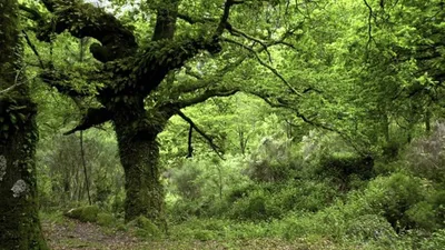 Incêndios sendo combatidos por drones no Gerês